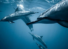 开云棋牌app-【观察】利物浦冤吗？乱开炮的克洛普可不值得同情